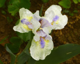 Iris - Little Showoff