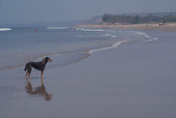 Black Dog on the Beach Mandrem