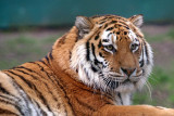 Siberian Tiger - Panthera Tigris Altaica - Howletts