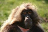 Male Gelada Baboon - Theropithecus Gelada - Howletts