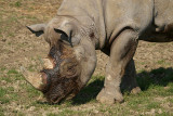 Black Rhino - Diceros Bicornis Michaeli - Howletts 02