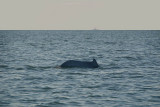 Dolphin Breaching Water Palolem