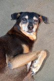 My Palolem Doggy on the Beach