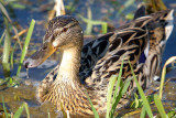 Female Mallard Duck in Reeds River Dour
