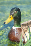 Male Mallard Duck in Reeds River Dour