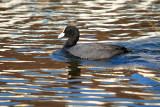 Adult Coot on the River Dour