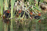 Baby Coots Sheltering in Reeds River Dour