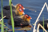 Baby Coots Sheltering in Reeds River Dour 03