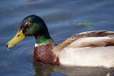 Male Mallard Duck River Dour