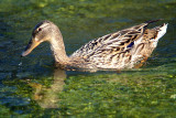 Female Mallard Duck River Dour 02