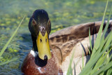 Male Mallard Duck in Reeds River Dour 02