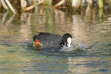 Coot with Baby River Dour