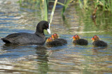 Coot with Babies River Dour 02