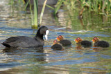 Coot with Babies River Dour