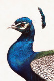 Indian Peacock Howletts 07