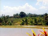 Rice Fields, Bali