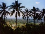 Palm Trees and Paddy Fields, Bali
