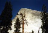 Split Tree, Yosemite