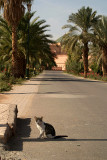 Cat in the Road