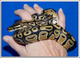 Jill-Snake_D3N_1172.jpg