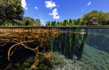 sucuri river vegetation