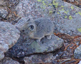 Pika