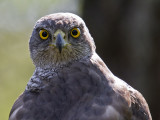 hawk eyes.jpg
