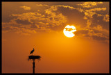 sunstork