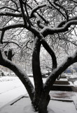 Snow Day