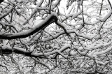 Snow Day