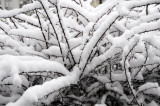 Snow Day