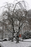 Snow Day