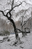 Snow Day