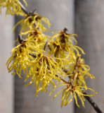 Witch Hazel