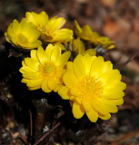 Adonis amurensis