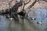 Wetland Ducks