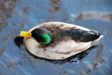 Wetland Duck