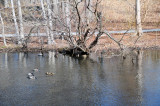 Wetland Ducks