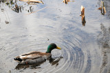 Wetland Duck