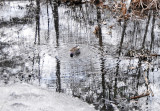 Wetland Duck