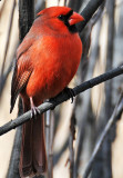 Wetland Cardinal