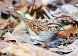 Wetland White Throated Sparrow