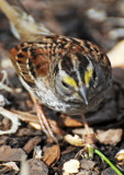Wetland White Throated Sparrow