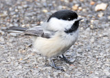 Wetland Chickadee