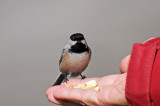 Wetland Chickadee