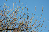 DSC_4263.JPG