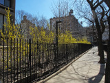 Forsythia Blossoms