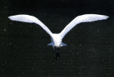 Snowy Egret