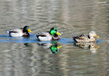 Ducks