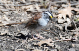 White Throated Sparrow